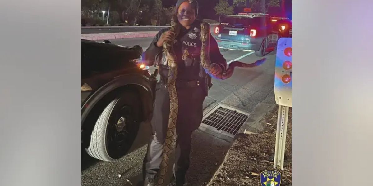 California Driver Left Pet Python in Car after Police Chased Him Down after Sideshow; Driver with 3 Others Arrested by Authorities