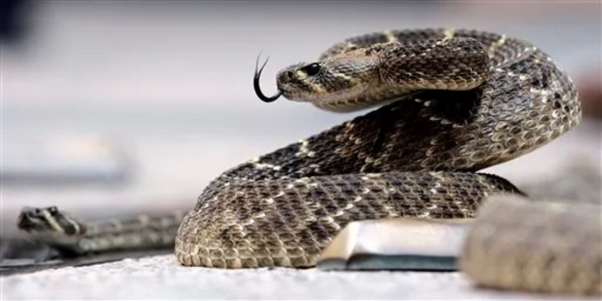 Florence Man in Serious Condition After Bite from World’s Deadliest Snake, Authorities Report