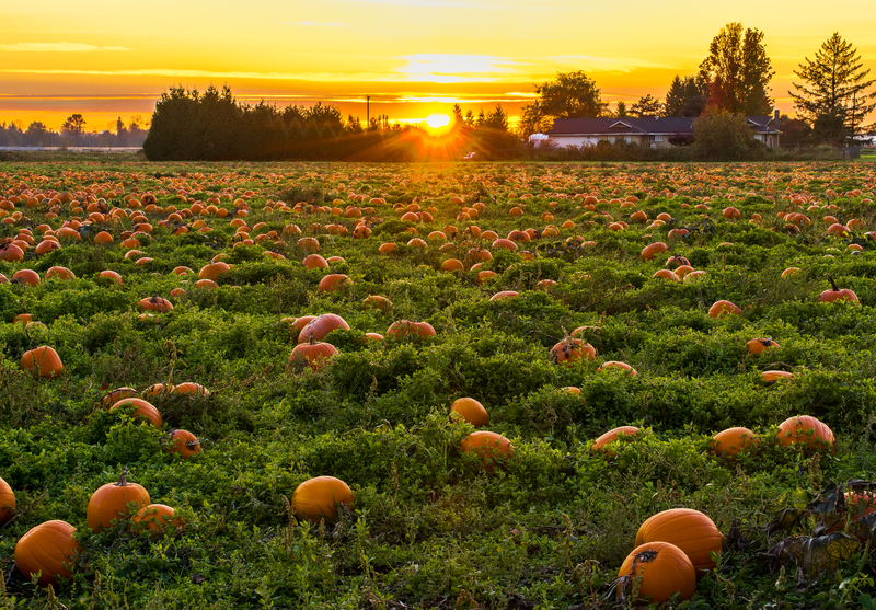 New Jersey to Have a Cool, Crisp, and Dry Fall Weekend With Sunny Skies