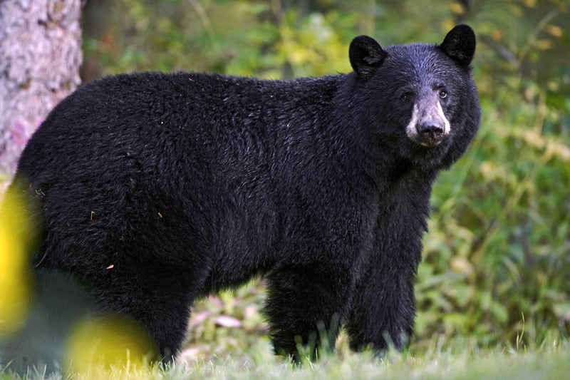 New Jersey Hunter Breaks State Record with 770 Pound Black Bear Kill