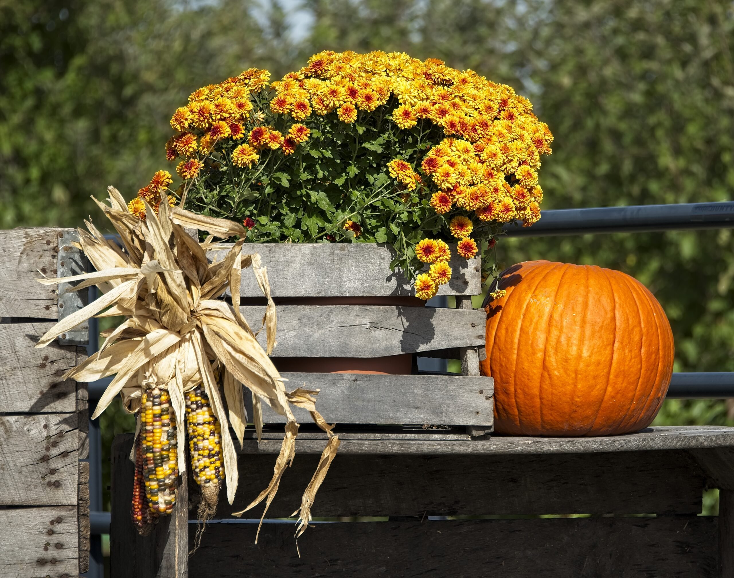 Stokes State Forest to host Halloween crafts event for children