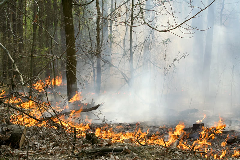 Rockaway Fire 70% Contained, Forest Fire Service Reports