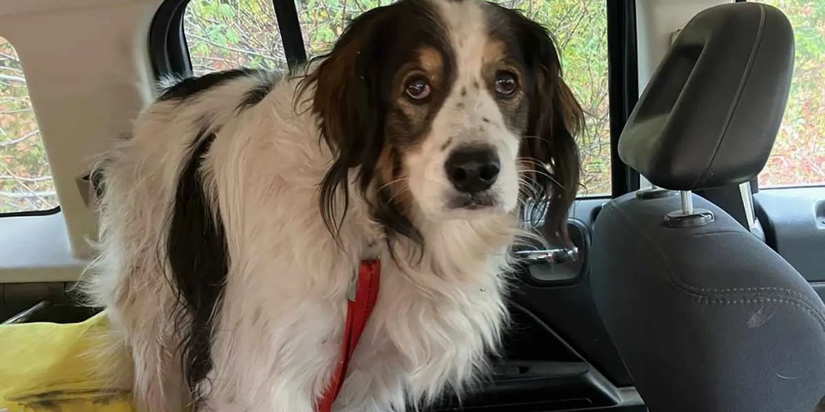 Washington Rescue Dog Becomes a Hero, Saves Injured Elderly Owner in Remote Woods