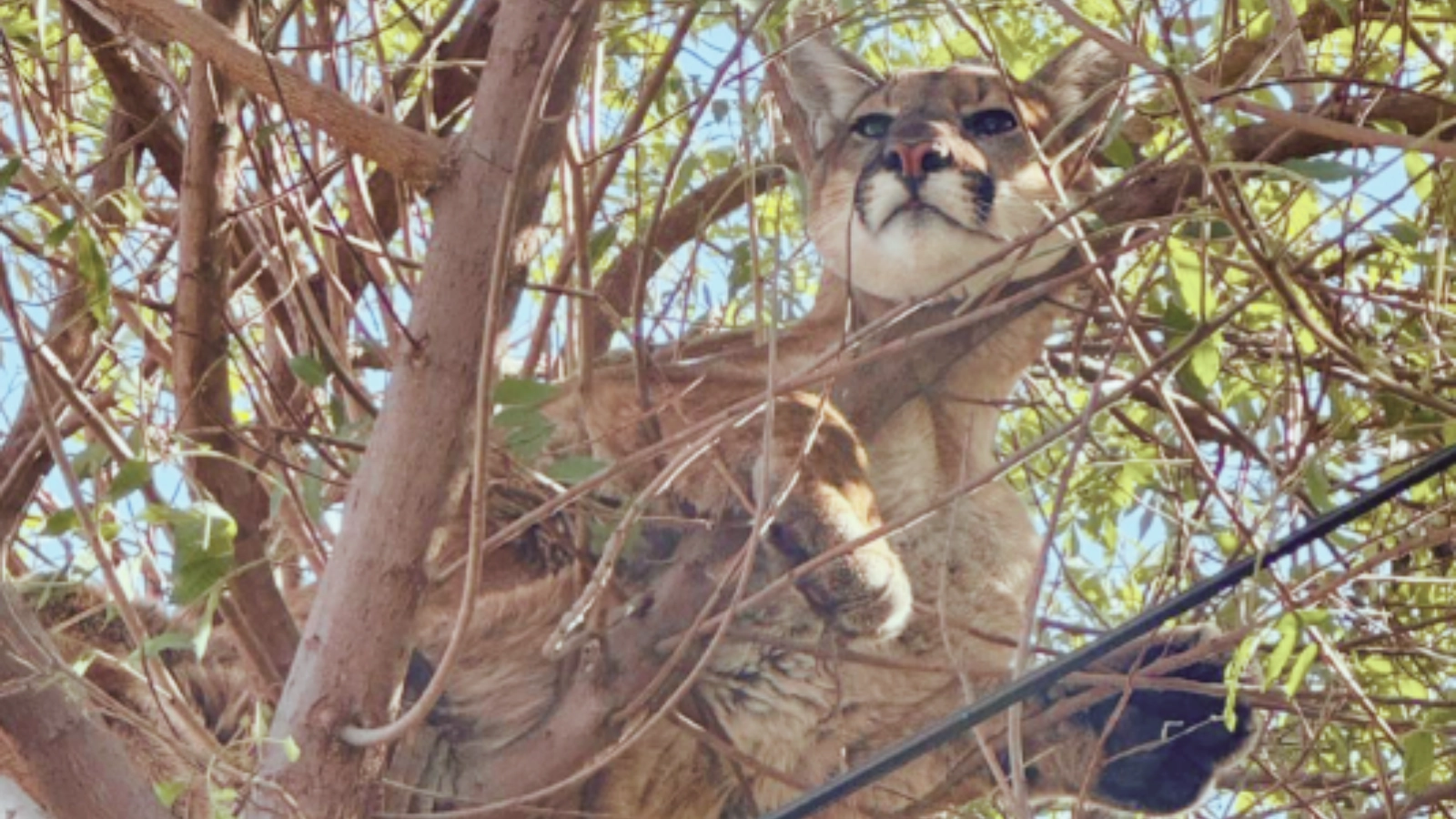 California Family’s Dog Chases Mountain Lion Up Tree: Details of the Heroic Rescue Operation!