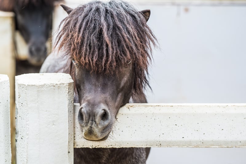 Man’s miniature service horse sparks controversy in New Jersey supermarket