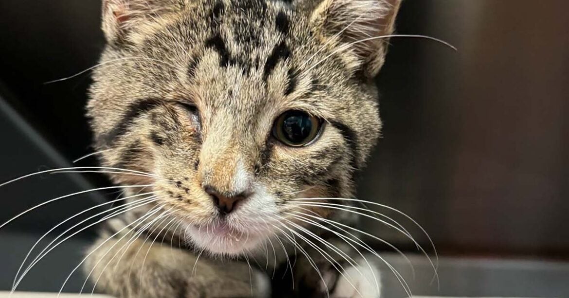 Mike, the New Jersey Pirate Kitty, Seeking a Furrrrrr-ever Home