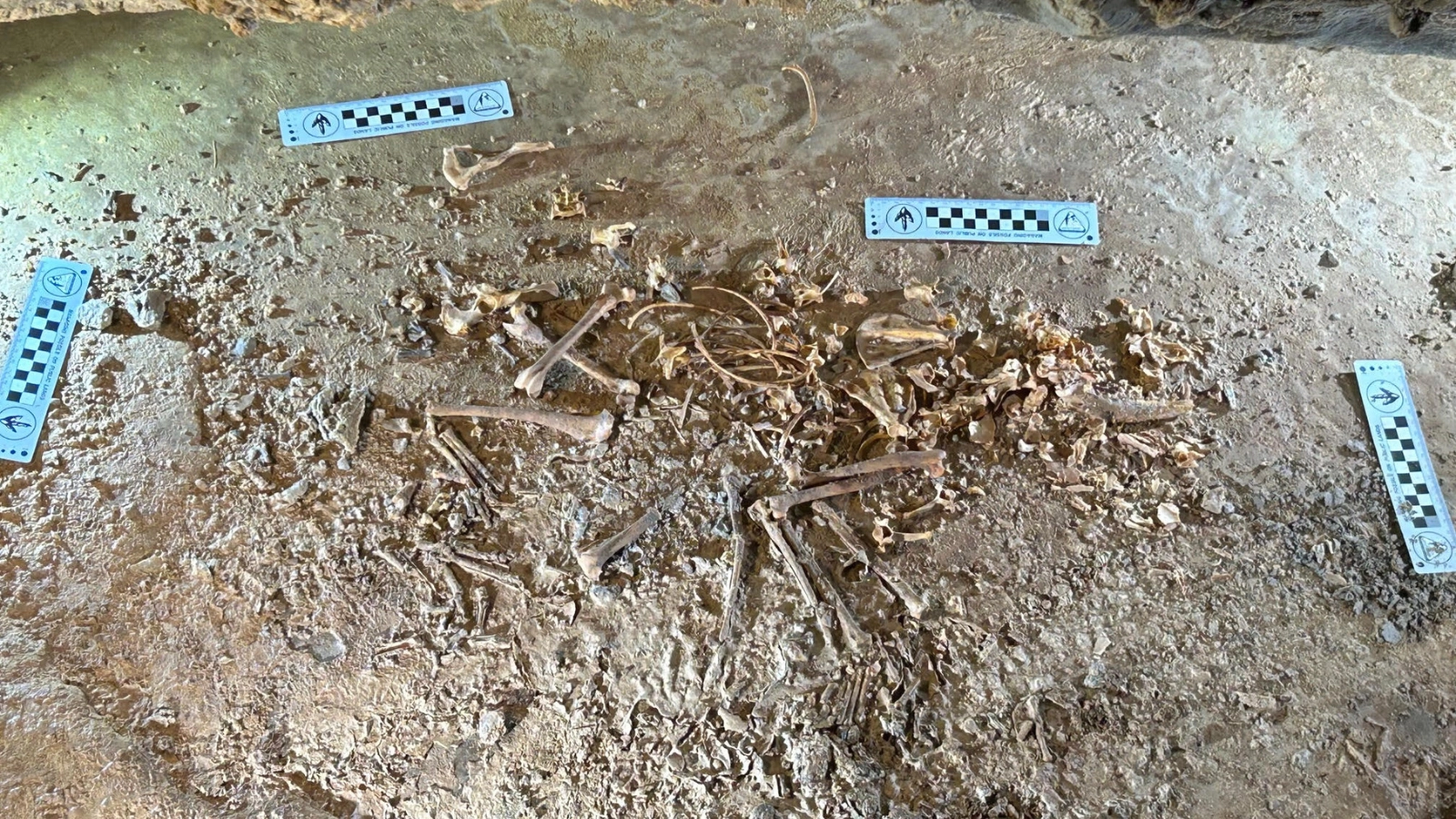 26,000-Year-Old Fox Skeleton Found in Utah Cave Stuns Scientists After Grueling Expedition!