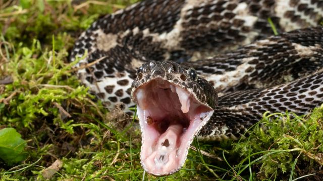 5 Snake-Infested Lakes in Tennessee to Watch Out For