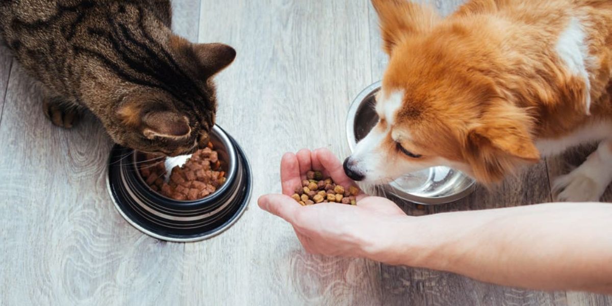 Alaska's Shocking New Pet Feeding Law Every Pet Owner Needs To Know