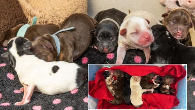 Arizona Authorities Rescue Days-Old Pit Bull Puppies Found in Plastic Bin, Now in Critical Care