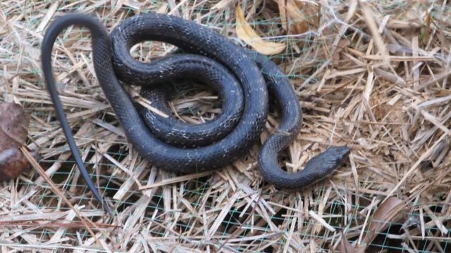 Avoid These Georgia Lakes If You Don’t Want to Encounter Snakes