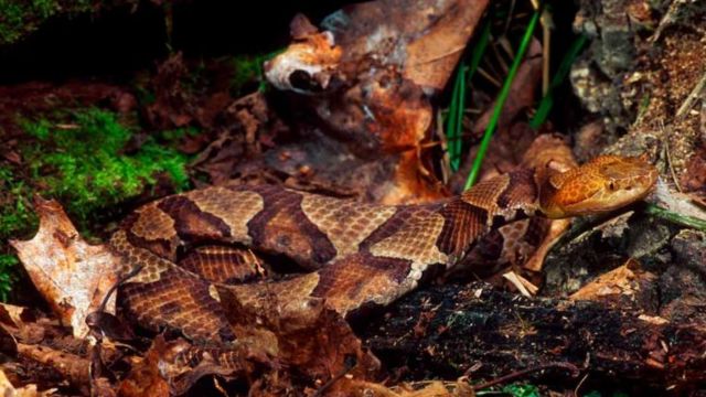 Be Careful, Because These Virginia Places With Lots of Snakes Might Be Closer Than You Think