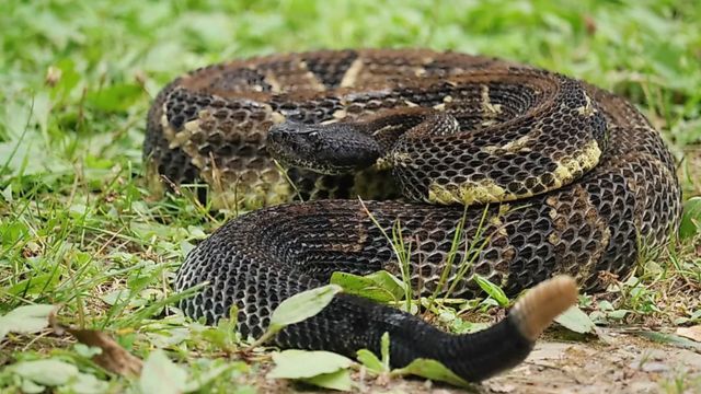 Beware Below Wisconsin’s 4 Most Snake-Filled Lakes