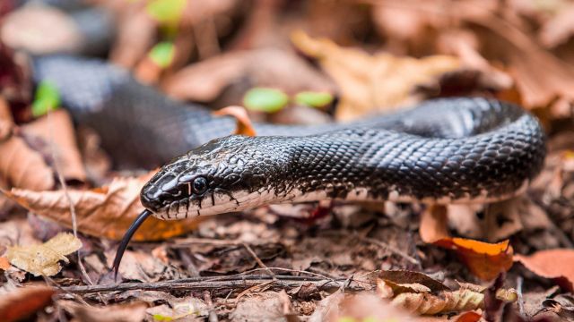 Beware Snake Hotspots in Wisconsin Might Be Closer Than You Think!