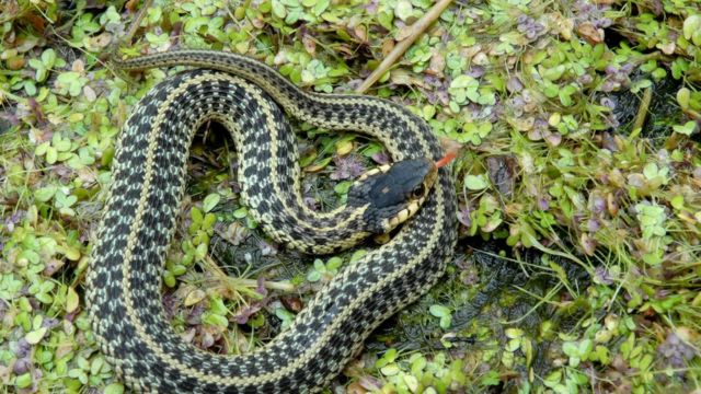 Beware! The 5 Most Snake-Filled Lakes in Delaware