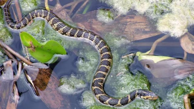 Beware These Illinois Lakes Have the Most Snakes