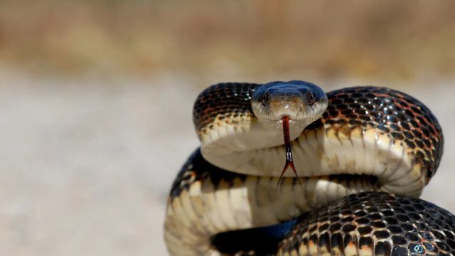 Beware of Snakes Missouri’s 4 Most Snake-Filled Lakes