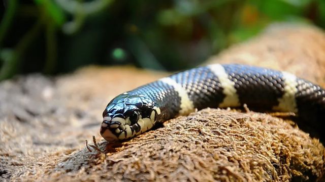 Beware of Snakes The Most Snake-Filled Lakes in Nevada to Avoid