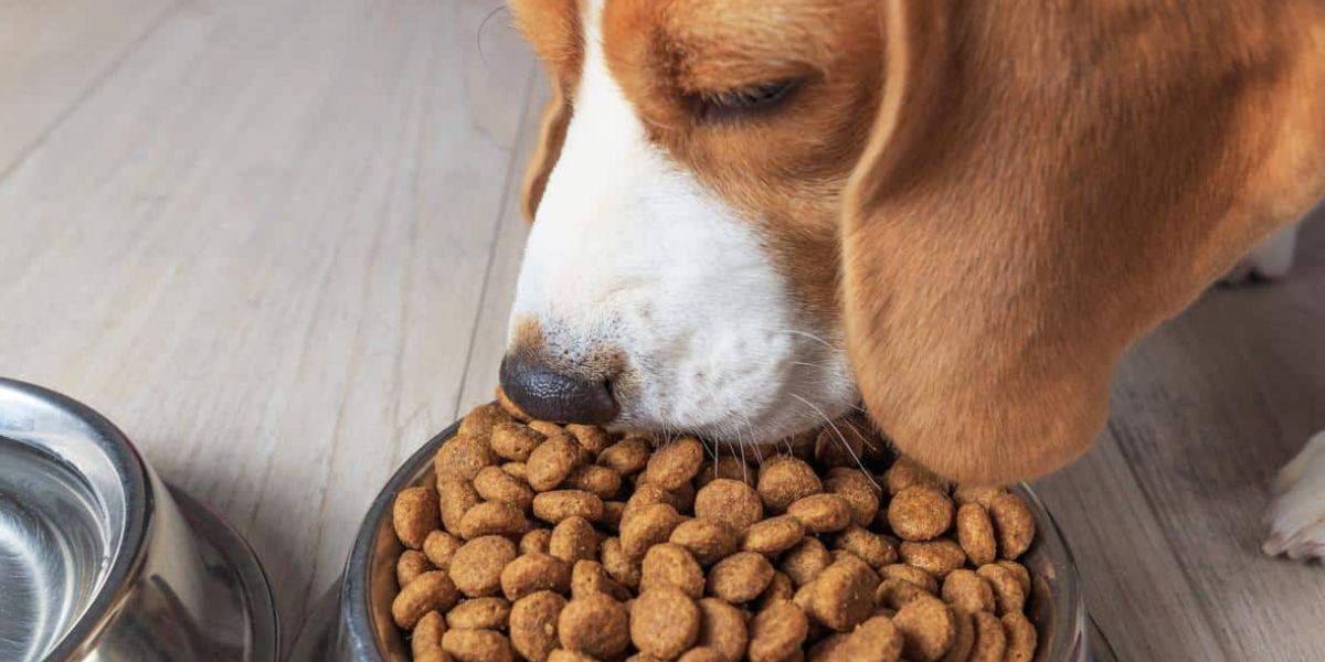 California’s New Pet Feeder Law Will Change How You Feed Your Pet Forever