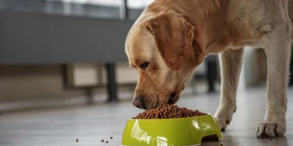 California’s New Pets Feeder Law How It Will Impact Pet Owners and Improve Animal Welfare