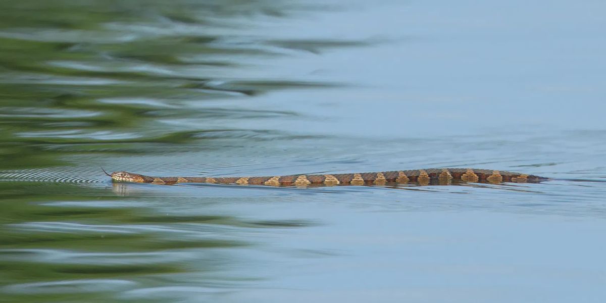 Connecticut Lakes Crawling with Snakes—These 5 Are the Worst