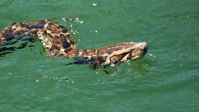 Danger These are the Most Snake-Infested Lake in Florida