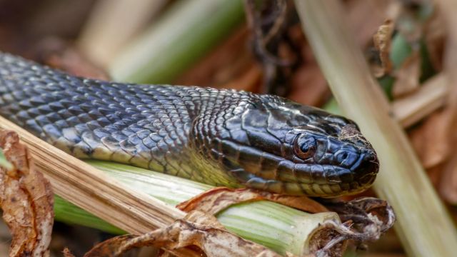 Dangerous Snakes Are Taking Over These 4 Louisiana Lakes Avoid Them!