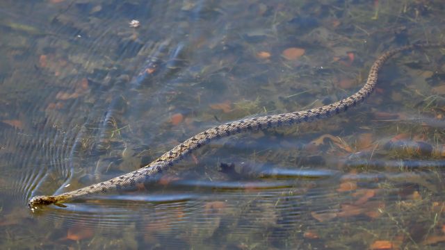 Dangerous Waters The Most Snake-Infested Lakes in Texas You Need to Know About