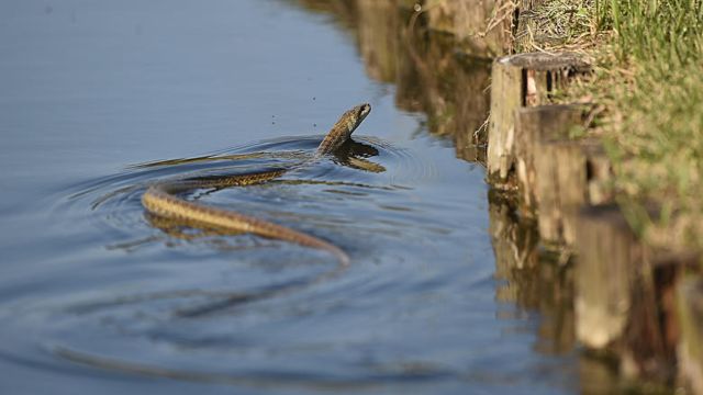 Dangerous Waters These are the 5 Most Snake-Infested Lakes in Connecticut