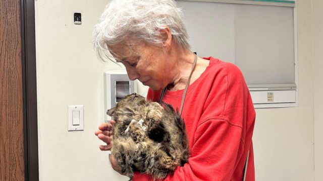 Heartwarming Reunion Owner Finally Finds Cat Months After Devastating Palisades Fire