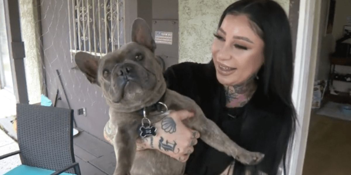 Missing for 2 Years: French Bulldog Reunited with Southern California Owner