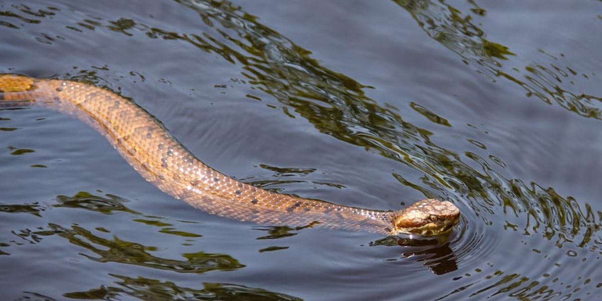 Louisiana’s 4 Most Snake-Infested Lakes—You Won’t Believe What’s Lurking