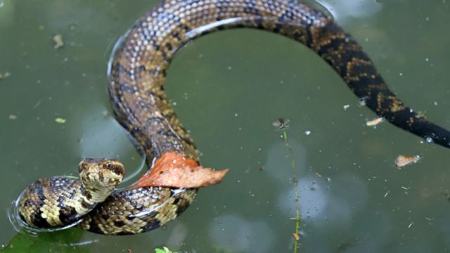 Mississippi’s Top Snake-Infested Lakes The Places You Should Avoid This Summer!