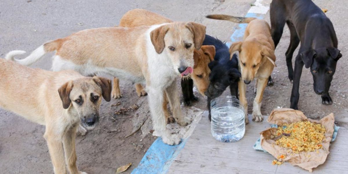 Montana’s Latest Pet Feeder Law—How It Could Affect Your Furry Friends