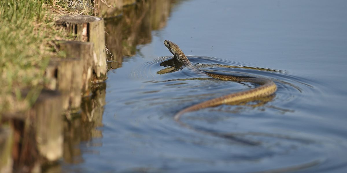 New Hampshire’s 5 Most Snake-Infested Lakes—Swim at Your Own Risk