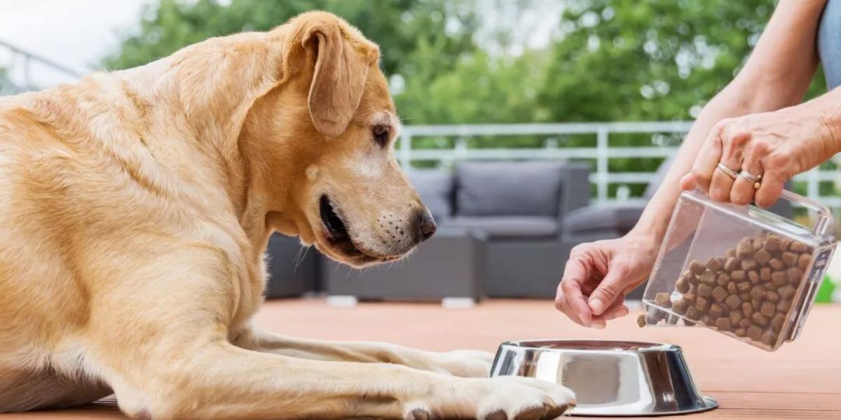 Alabama’s Surprising New Pet Feeder Law—Is Your Pet’s Health at Risk?