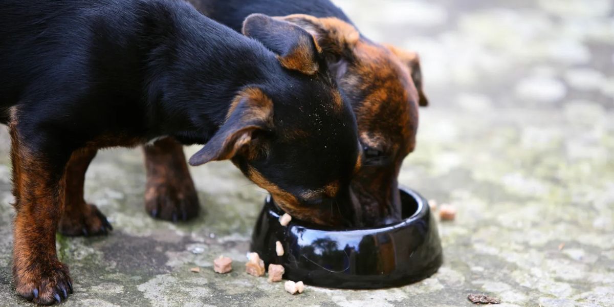 New Jersey’s Shocking New Pet Feeder Law—Is Your Pet at Risk