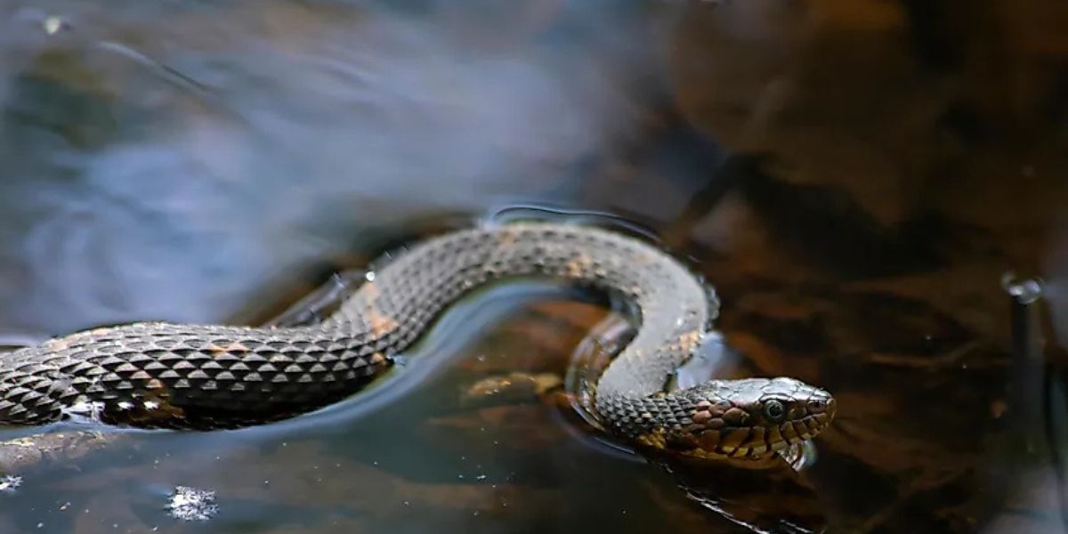 Ohio’s 5 Creepiest Lakes Where Snakes Are Everywhere