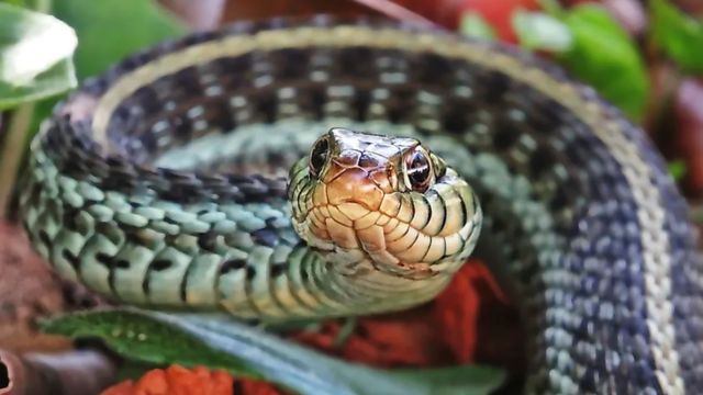 Oklahoma’s Most Snake-Infested Lakes Places to Watch Out for This Summer!