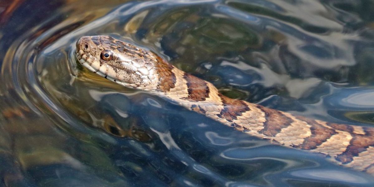 Rhode Island’s 4 Most Snake-Infested Lakes Will Give You Chills