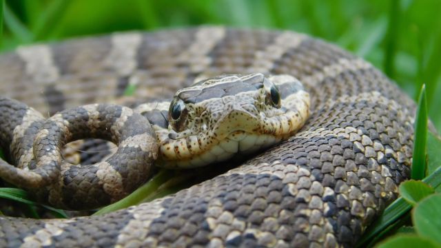 Snake-Infested Lakes in Kansas You Should Know About