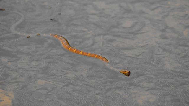 Snake-Infested Lakes in West Virginia You Should Avoid