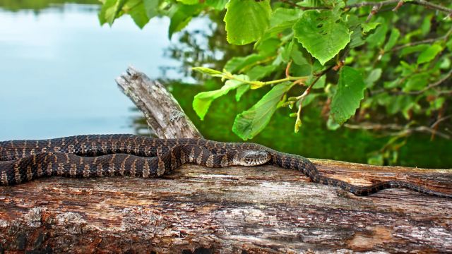 Stay Away From These Five Ohio Lakes That Are Known to Have a Lot of Snakes