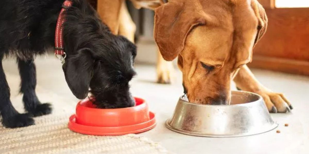 Texas Just Passed a New Pet Feeder Law—How It Could Affect Your Pets