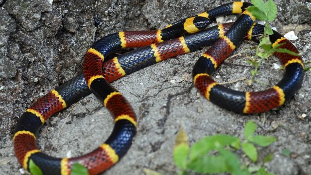 The Most Snake-Filled Areas in Florida Is Your Town Affected