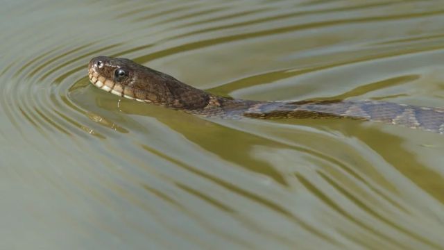 These Snake-Infested Lakes in Washington Will Make You Question Going Near Water!