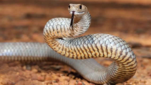 These are Iowa's top lakes where you should not go this summer because they are full of snakes