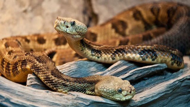 Vermont’s Snake-Filled Lakes Places to Watch Out for This Summer!