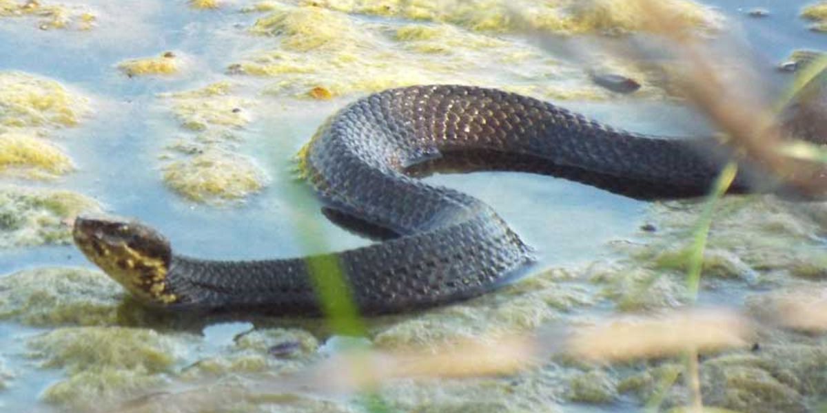 Wisconsin’s Creepiest Snake-Infested Areas—Is Your Town on the List