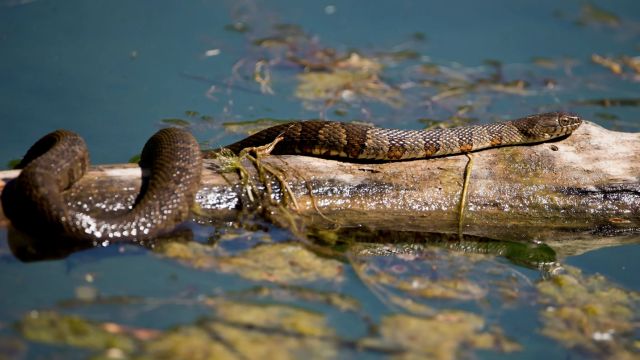 You should stay away from these five lakes in New Hampshire because they are full of snakes